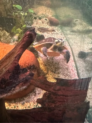 Emydura subglobosa Rotbauchspitzkopf Schildkröte Wasserschildkröte