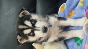 Sibirische Husky Welpen 2 Weibchen 1 Rüde