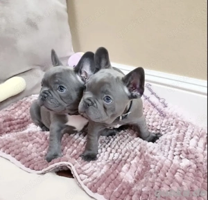 Zuckersüße Französische Bulldoggen Welpen mit Ahnentafel