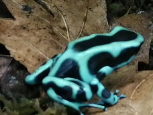 Dendrobates auratus abzugeben 