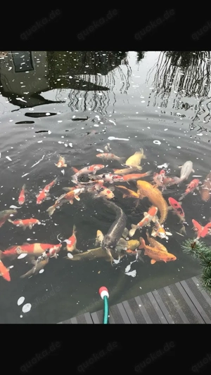 Japankoi's 40-60 cm ab Ostern