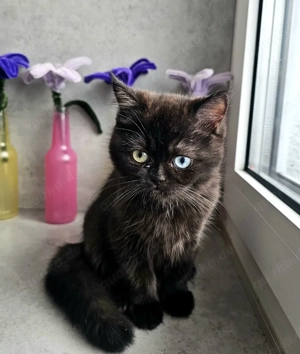 Britisch Kurzhaar, sehr selten.