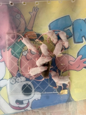 Farbmäuse abzugeben 