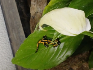 Feuersalamander, Donau-Kammmolche Bild 5