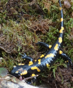 Feuersalamander, Donau-Kammmolche Bild 2