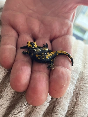 Feuersalamander, Donau-Kammmolche Bild 10