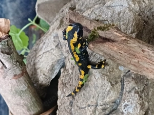 Feuersalamander, Donau-Kammmolche Bild 6