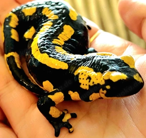 Feuersalamander, Donau-Kammolche