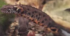 Feuersalamander, Donau-Kammmolche Bild 8