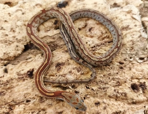 Babykornatter Bloodred Tessera Weibchen abzugeben 