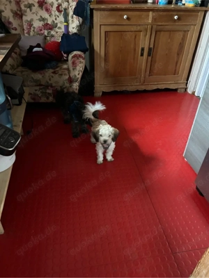 Zuckersüsser Bolonka zwetna Rüde (6 Monate) abzugeben in liebevolles Zuhause Bild 6