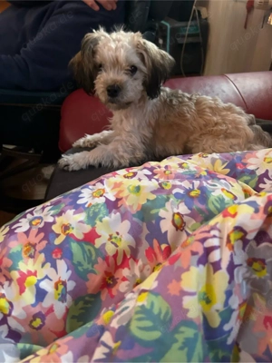 Zuckersüsser Bolonka zwetna Rüde (6 Monate) abzugeben in liebevolles Zuhause Bild 7