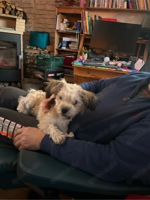 Zuckersüsser Bolonka zwetna Rüde (6 Monate) abzugeben in liebevolles Zuhause Bild 2