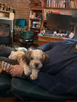 Zuckersüsser Bolonka zwetna Rüde (6 Monate) abzugeben in liebevolles Zuhause Bild 5