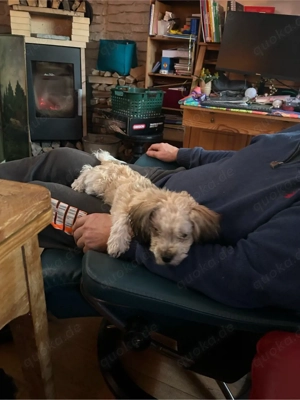 Zuckersüsser Bolonka zwetna Rüde (6 Monate) abzugeben in liebevolles Zuhause Bild 4