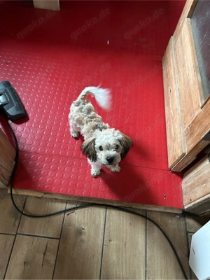 Zuckersüsser Bolonka zwetna Rüde (6 Monate) abzugeben in liebevolles Zuhause Bild 3