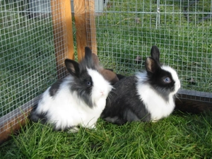 Zuckersüße Kaninchenbabys! Löwenköpfchen!