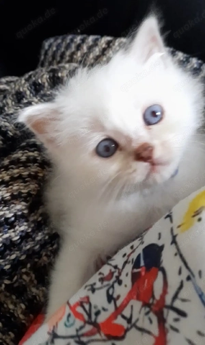 Heilige Birma mix BLH Kitten