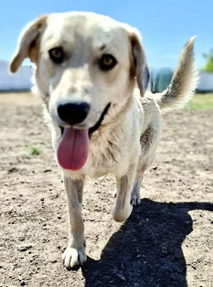 Sammy   verspielter, schmusiger Labbi-Mix