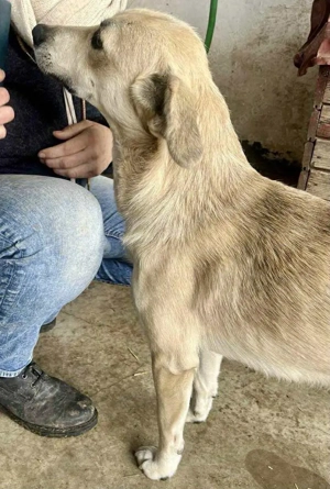 Sammy   verspielter, schmusiger Labbi-Mix Bild 8