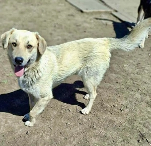 Sammy   verspielter, schmusiger Labbi-Mix Bild 4