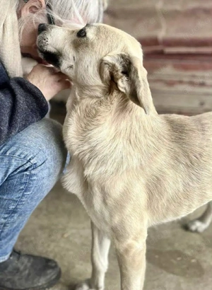 Sammy   verspielter, schmusiger Labbi-Mix