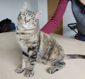 PIA- anhänglich, verspielt, verschmust