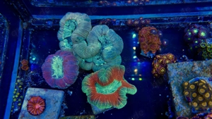 LPS Korallen Rhein-Main (Fotos aktuell am 1.2.26)