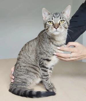 VITORINO- gutmütig, friedvoll, verschmust