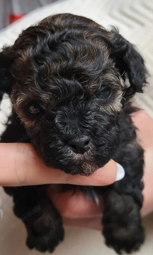 Super winzige Teacup Pudel Hündin 