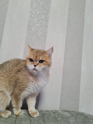 wunderschöne BKH katze in gold mit Stammbaum 