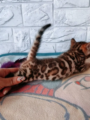 Reinrassige Bengal Kitten Bild 5