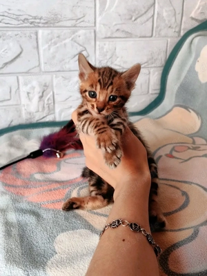 Reinrassige Bengal Kitten Bild 4