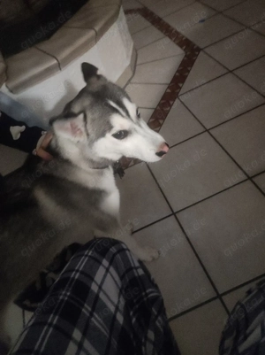 verkaufe Husky 