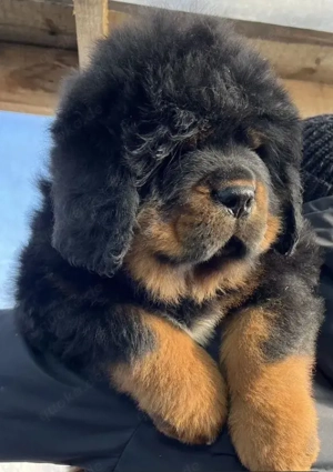 Tibetmastiff Tibetan Mastiff welpen