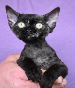 Kitten , Devon Rex,  männlich und weiblich mit Stammbaum, Gesundheitszeugnis, geimpft  und gechipt. 