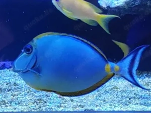 Meerwasser Naso elegans 