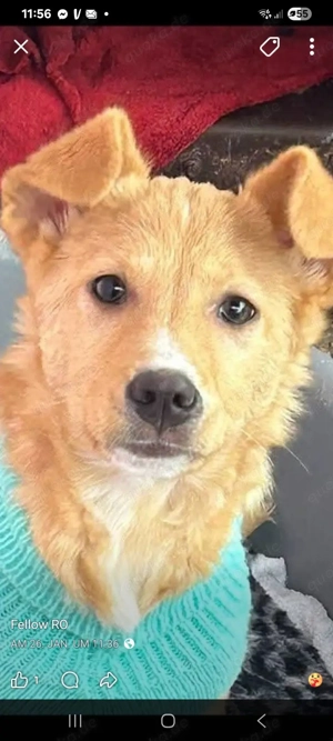 Unsere süße Daisy und Finya suchen ein gutes Zuhause