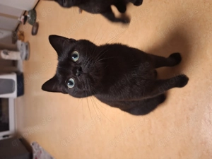  schwarze BKH katze