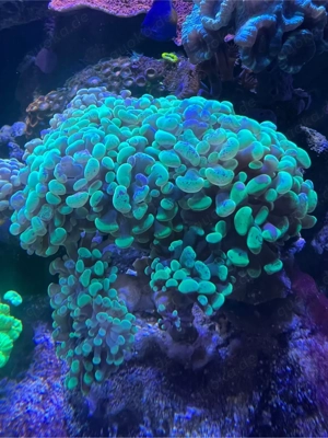 Euphyllia Paraancora Grün WYSIWYG