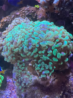 Euphyllia Paraancora Grün 3-4 Polypen