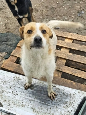 Freundlicher Nutella möchte dein Wegbegleiter sein