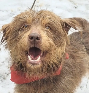 BANDERO, immer fröhlich, verspielt, freundlich und gelehrig