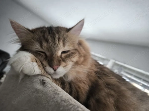 Wurfankündigung Reinrassige Sibirische Waldkatzen Kitten Allergikergeeignet