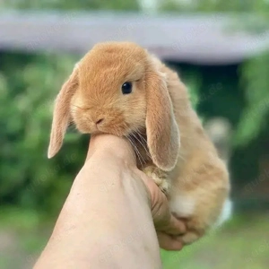 entzückendes Kaninchen