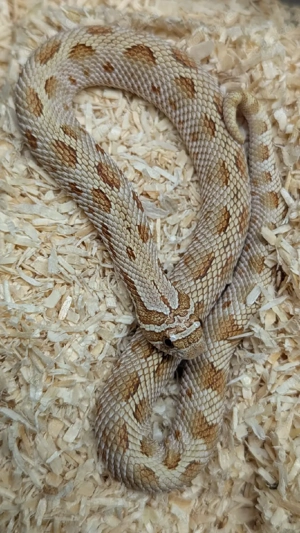 Sable het Toffee, Toffeeconda het Sable - Mai Tai - Heterodon nasicus, Hakennasennatter 