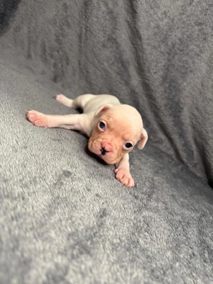 Französische Bulldoggen Welpen  Bild 3