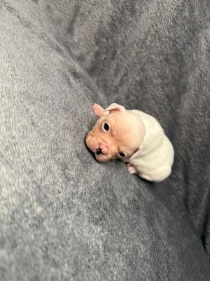 Französische Bulldoggen Welpen  Bild 2