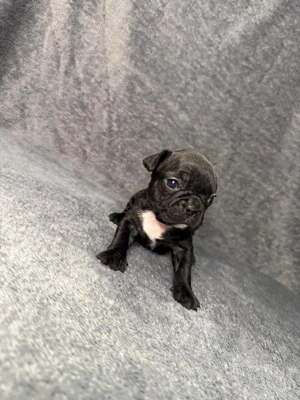 Französische Bulldoggen Welpen  Bild 4