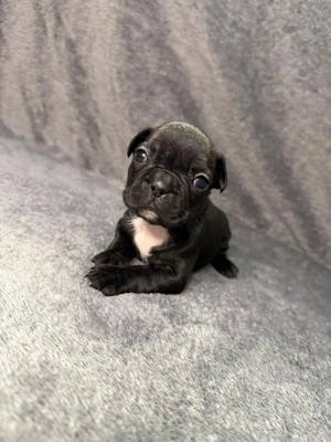 Französische Bulldoggen Welpen  Bild 6